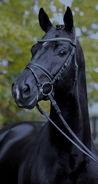 Droit du cheval - Avocats sur Caen et région parisienne