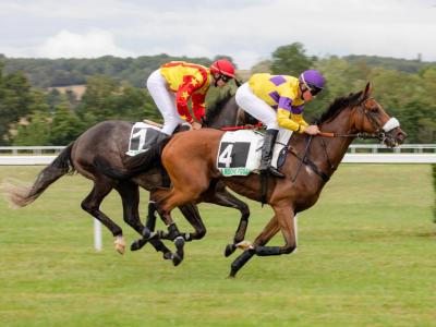 Assurance pour chevaux de course
