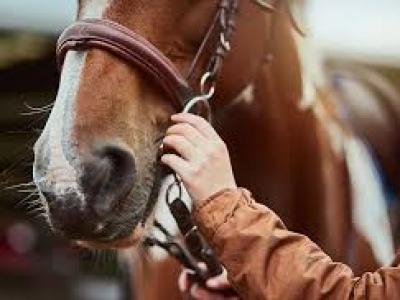 Comment optimiser fiscalement la vente ou l'achat de chevaux ? - Avocats experts en droit français et international à Paris et en Normandie