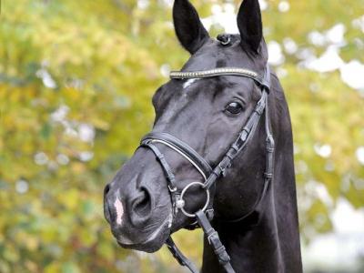 Le droit du cheval est un domaine vaste et complexe - Avocats experts en droit français et international à Paris et en Normandie