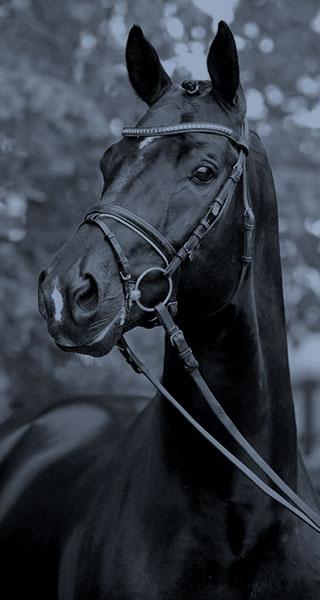 Droit du cheval - Thierry Ygouf Avocat sur Caen et région parisienne